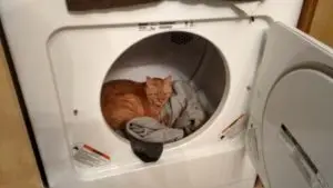 A ginger cat cozily nestled among clothes inside an open dryer.